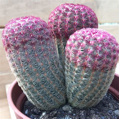 紫太陽仙人掌繁殖|紅太陽(Echinocereus rigidissimus),仙人掌科紅刺小可。